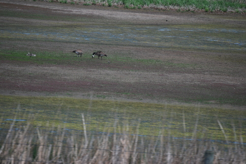 Killdeer photographed in South Dakota