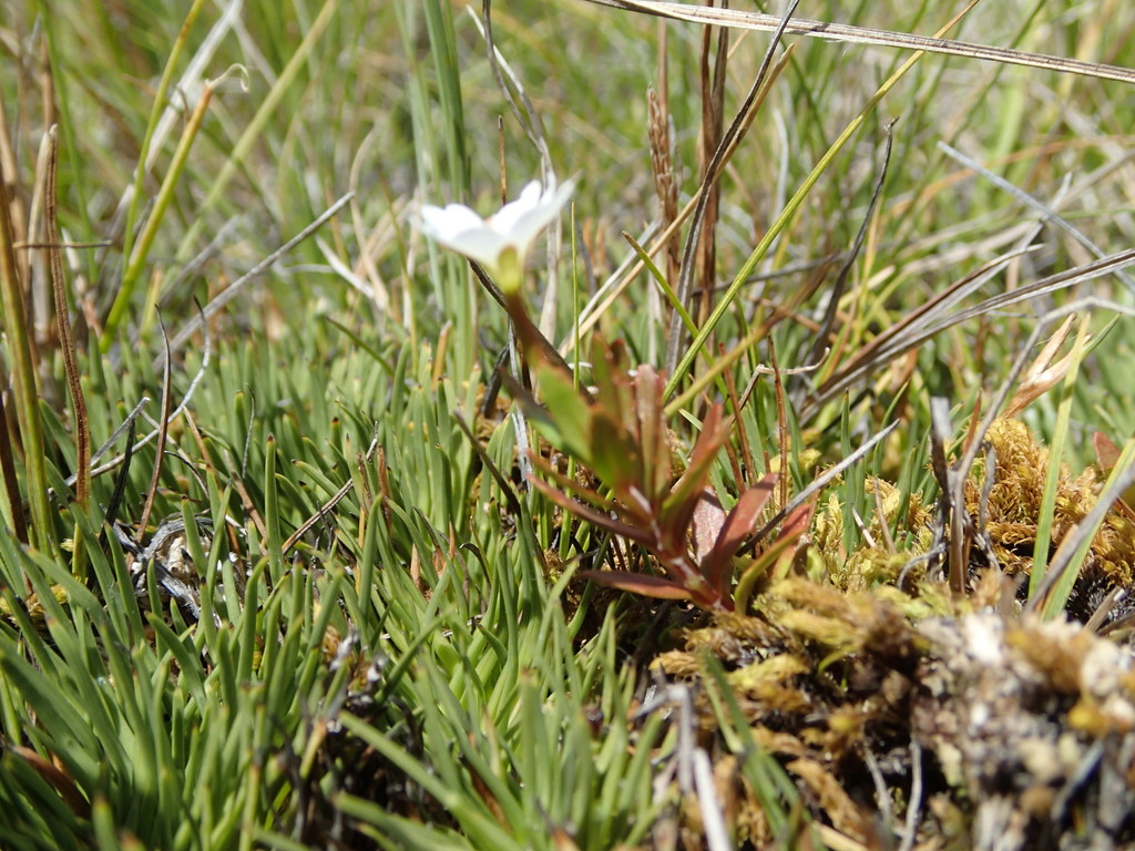Epilobium elegans