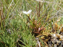 Epilobium elegans