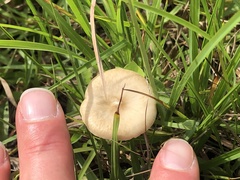 Fungi