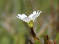 Epilobium elegans
