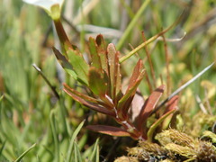 Epilobium elegans