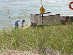 Sporobolus rigidus magnus