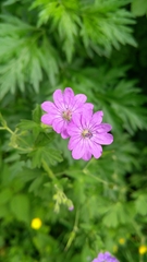 Geranium molle
