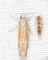 Eucosma kiscana