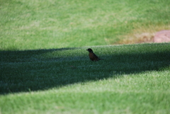 Turdus migratorius