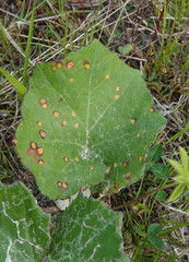 Puccinia poarum
