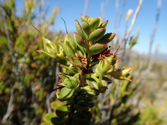Veronica macrantha brachyphylla