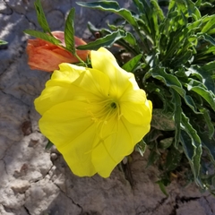 Oenothera howardii