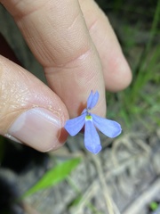 Lobelia stenophylla
