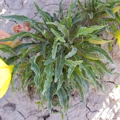Oenothera howardii