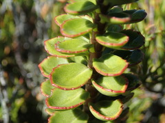 Veronica macrantha brachyphylla