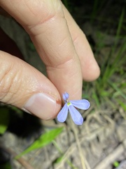 Lobelia stenophylla
