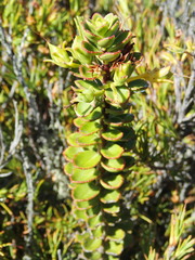 Veronica macrantha brachyphylla