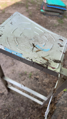 Mecynogea lemniscata