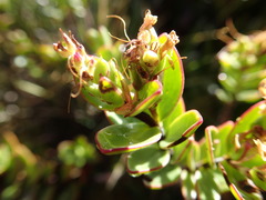 Veronica decumbens