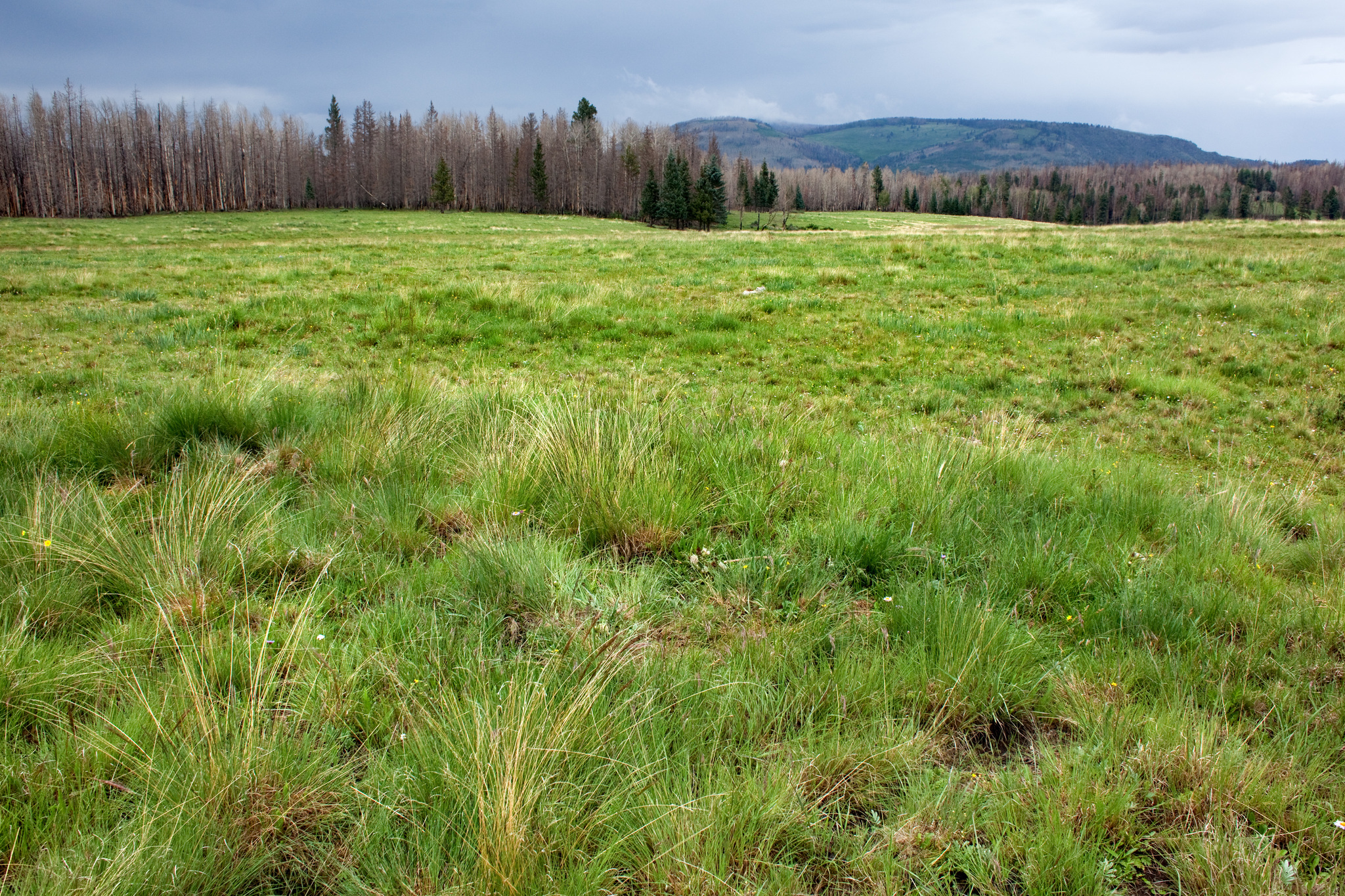 Festuca pringlei