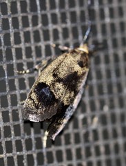 Pycnocera hypoxantha