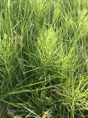 Equisetum
