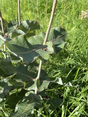Asclepias amplexicaulis
