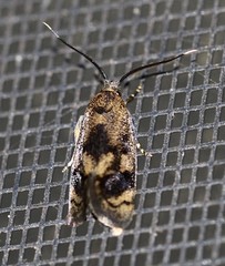 Pycnocera hypoxantha