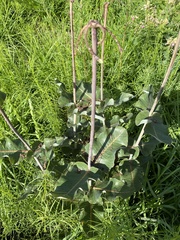 Asclepias amplexicaulis