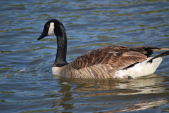 Branta canadensis