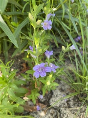Ruellieae