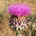 Illyrian Thistle - Photo (c) David Carrera, some rights reserved (CC BY-NC-ND), uploaded by David Carrera