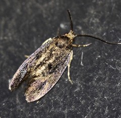 Pycnocera hypoxantha