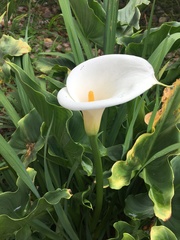 Zantedeschia