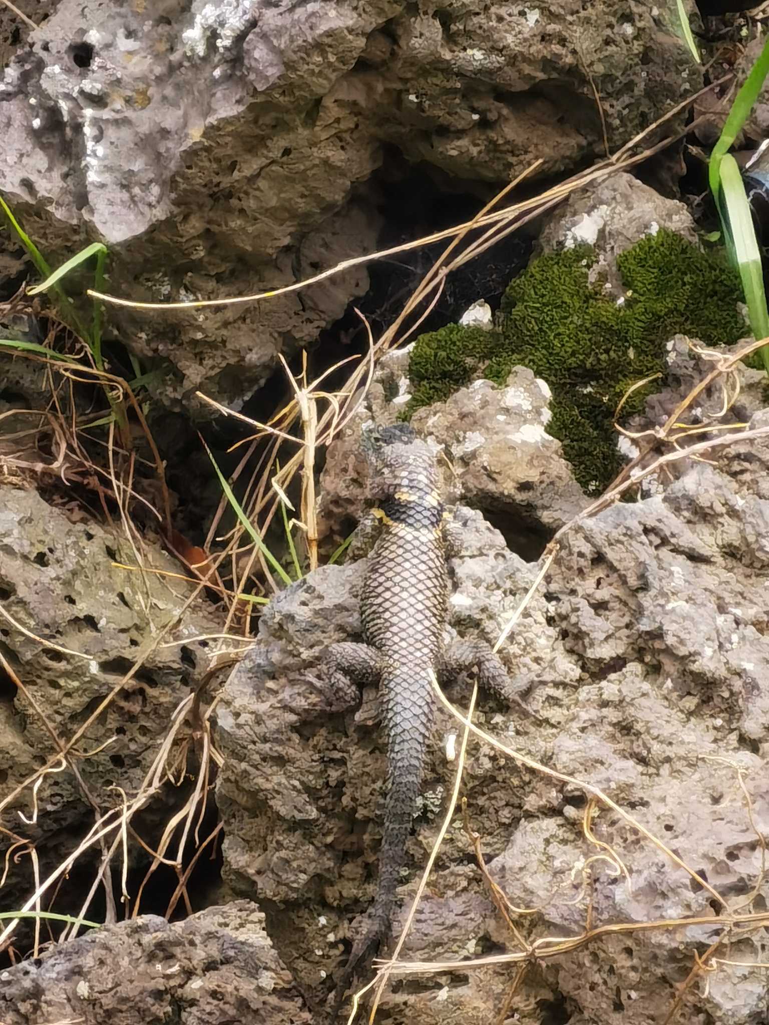 Zempoala Bar-Bellied Lizard photo 5