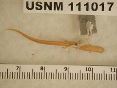 Veracruz Pigmy Salamander photo 4