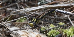 Phanogomphus borealis