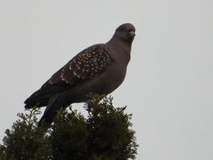 Patagioenas maculosa