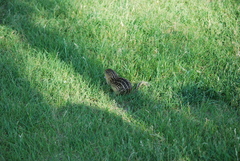 Ictidomys tridecemlineatus