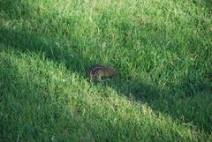 Ictidomys tridecemlineatus