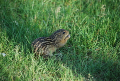 Ictidomys tridecemlineatus