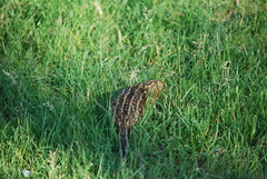 Ictidomys tridecemlineatus