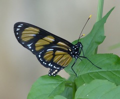Methona themisto themisto