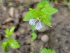 Scutellaria nervosa