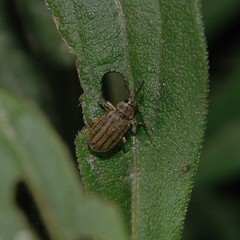Ophraella conferta