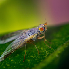 Acanthiophilus helianthi