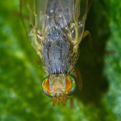 Acanthiophilus helianthi