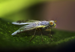 Acanthiophilus helianthi