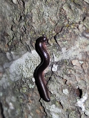 Pachyiulus oenologus