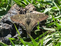 Ectomis octomaculata