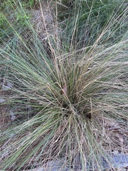 Aristida stricta
