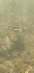Notropis leuciodus
