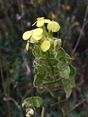 Biscutella auriculata
